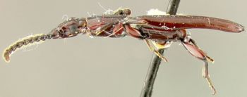 Media type: image;   Entomology 33348 Aspect: habitus lateral view